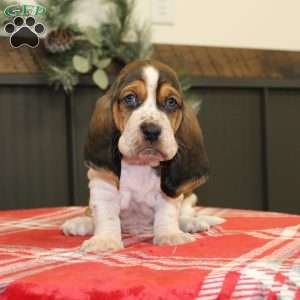 Smokey, Basset Hound Puppy